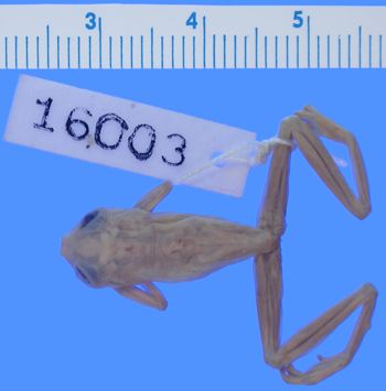 Media type: image; Herpetology A-16003
